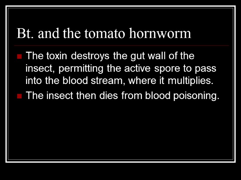 Bt. and the tomato hornworm The toxin destroys the gut wall of the insect,